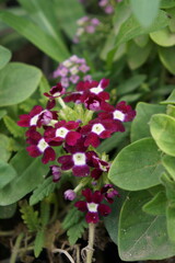 Vibrant purple flowers with white centers