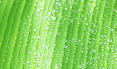 Green leaves with water drops