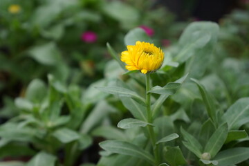 Vibrant yellow flower in a garden setting