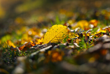 Autumn leaves on the ground