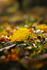 Autumn leaves on the ground
