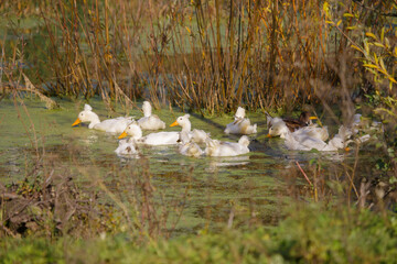 Group of domestic ducks swimming in rural pond