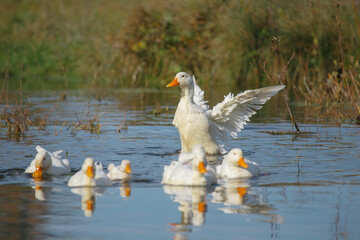 White duck flapping wings with duck flock in pond
