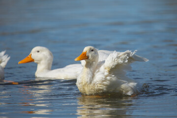 White ducks flapping wings and swimming on water
