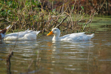 White duck swimming in pond next to another foraging