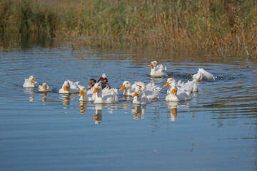 Ducks swimming together in a clear pond water