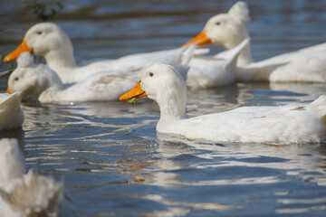 White duck eating green plant in water with flock