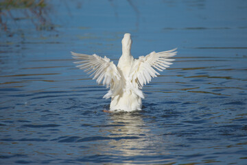White duck splashing water flapping wings