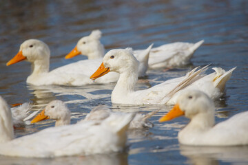 White ducks swimming in sunlight on blue water