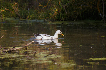 Fototapeta premium White and black duck swimming in pond water
