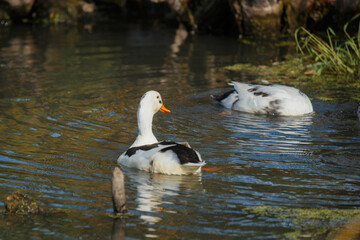 Ducks swimming and dabbling in a pond