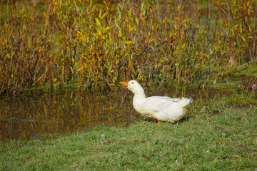 White duck standing on grass by wetland pond