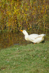 White duck raising head near pond edge