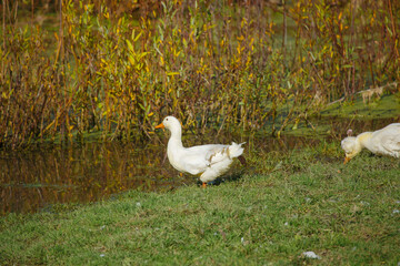 White duck standing by water near pond habitat
