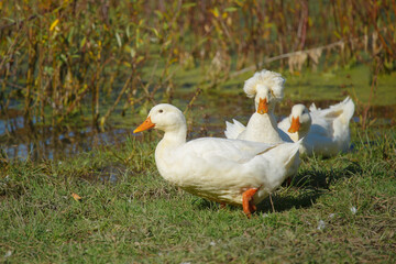 Crested duck and white domestic ducks near water