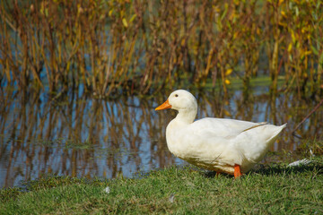 White duck standing on green grass near water