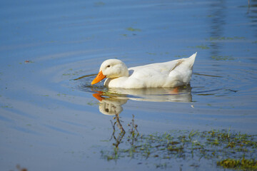 White duck swimming calmly on blue water pond