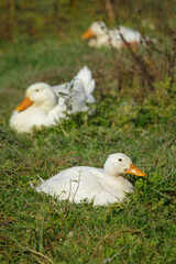 White duck resting in green grass field