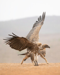  white-backed vulture (Gyps africanus) interaction with a black-backed jackal (Lupulella mesomelas) at kill site in South Africa