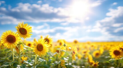 Fototapeta premium Bright Sunflowers Blooming Under Clear Blue Sky with Fluffy Clouds and Sunlight Beaming in Beautiful Nature Landscape Scene