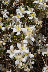 Blooming white clematis flowers in Wales.
