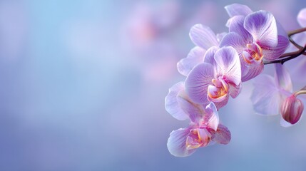Fototapeta premium Elegant purple orchid blossoms on a soft blue background showcasing delicate petals and vibrant colors for floral design and nature themes