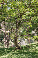 Fototapeta premium Gnarled tree in sunshine and shadows in North Wales.
