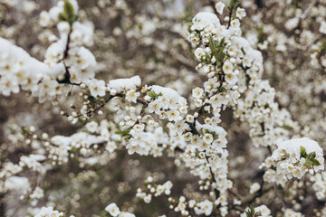 The branches of a tree blooming in spring are covered with snow.