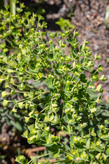 Plants growing in a garden in North Wales.