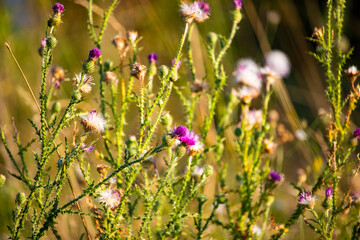 Close-up view of wild meadow flowers swaying in the warm sunlight. The scene captures delicate white and brown blossoms among tall green grasses, evoking a serene summer atmosphere.