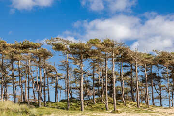 Forest at Llanddwyn Beach on Anglesey Isle.