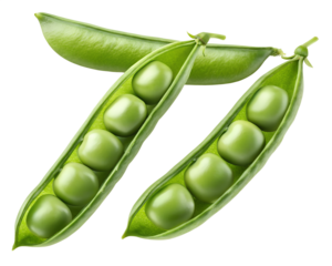 green fava beans isolated on transparent white background full depth of field clipping path