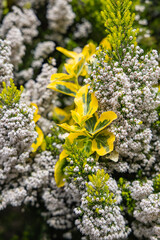 Yellow leaves and flowering heather.