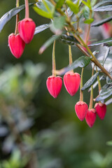 Red blossoms on a Chilean Lantern Tree in Snowdonia.