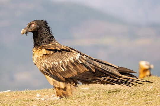 bearded vulture juvenile