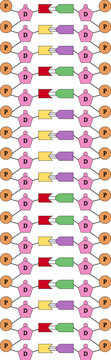 Simple diagram illustrating the structure of four base pairs in a DNA molecule. Section of the double helix with phosphate, deoxyribose and nitrogenous bases