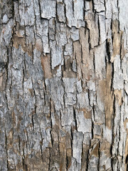 Close-up of rough tree bark texture with natural cracks and layers, showing shades of gray and brown in an organic pattern.