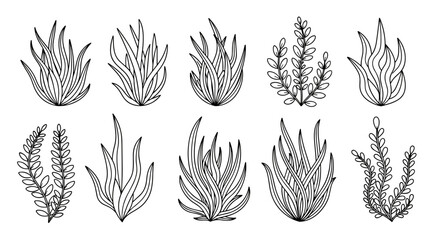 Hand drawn botanical illustration of seaweed and aquatic plants for design elements and decorative purposes