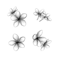 Mango flowers Graphic line art Graphite pencil sketch on white background Exotic blossom