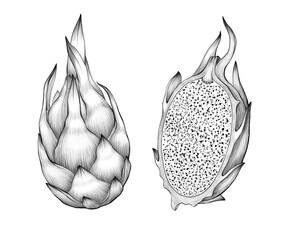 Set of dragon fruit Graphic line art Graphite pencil sketch on white background Exotic plant