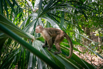 Mono capuchino en Tayrona