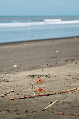 Cangrejo en playa