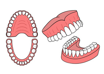 Hand-drawn illustration of human dental jaw with teeth. Dental care materials, anatomy infographics, medical posters, dentist office decor, and educational projects. Transparent background