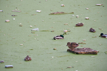Ducks swimming or feeding n a lake whose surface is full of garbage. Lake surface covered with green layer.