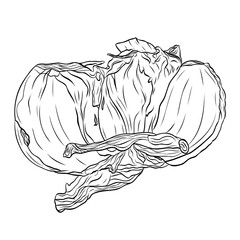 Monochrome botanical fragrant spice drawing of head of garlic isolated on white background. Graphic hand drawn ink black and white vector. Good for cooking, medicinal, tea, and garden beauty