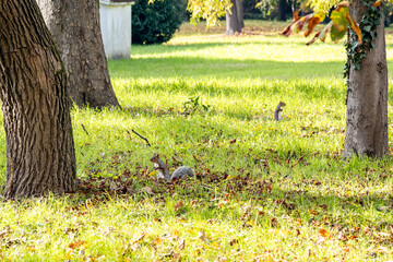 Eastern gray squirrels (Sciurus carolinensis) on the grass in a park of Abano Terme, Padua, Italy