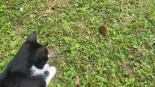 A black and white cat hunting and playing with a captured mouse in the grass of a garden