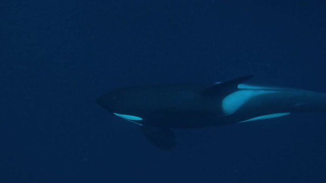 Pod of orcas encircle a dense herring school in Norway&rsquo;s fjords before launching their coordinated feeding. Check my portfolio for more orca hunting footage.