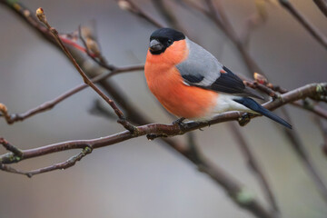 Eurasian Bullfinch (Pyrrhula pyrrhula) on a branch