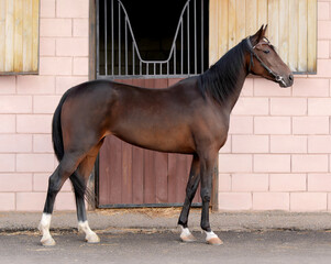 Horse. A thoroughbred horse of the Oryol Trotter breed. Harness racing. Trotting horse race. Side view. In full growth